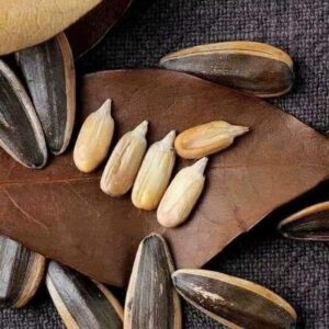 Rang hạt hướng dương